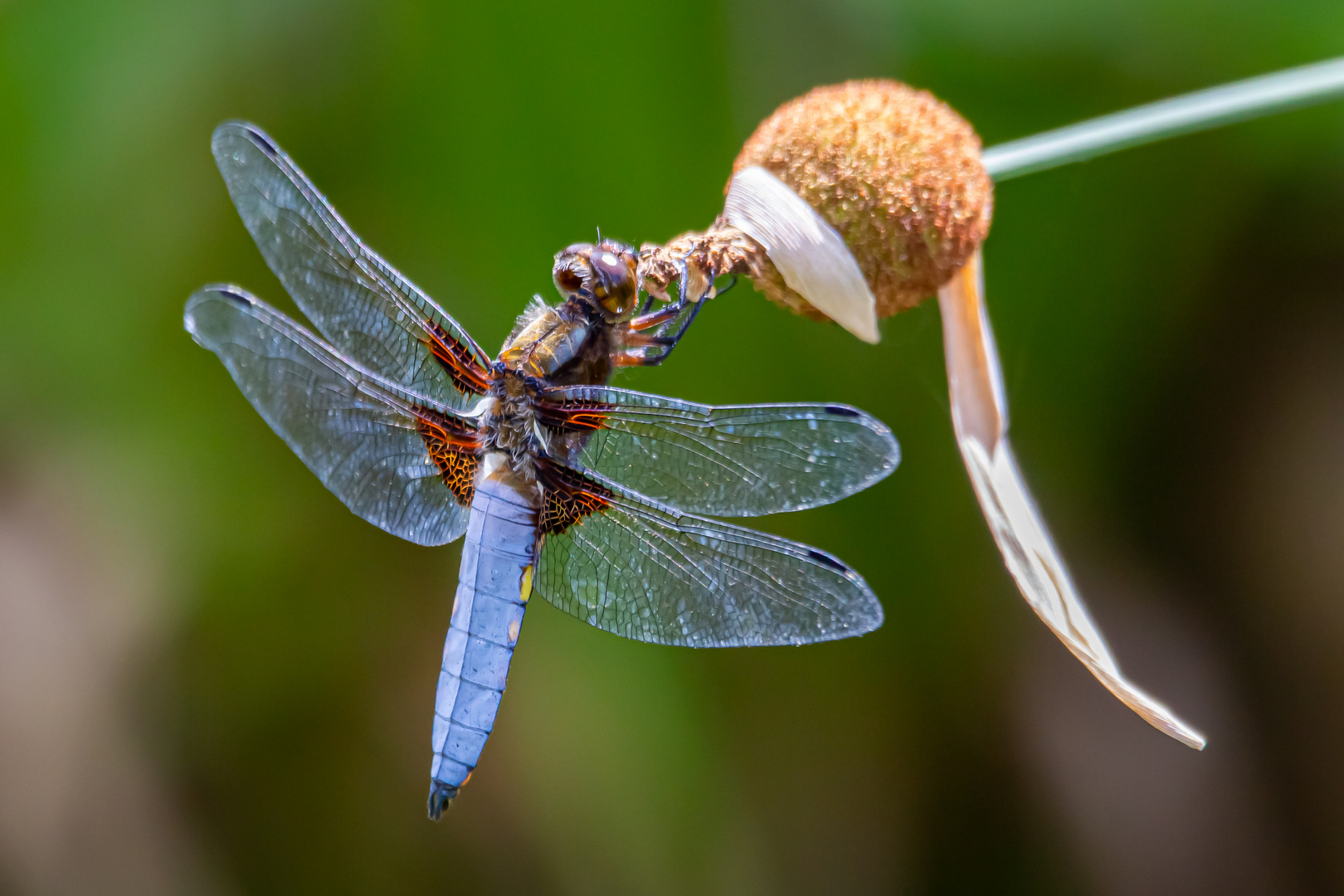 Plattbauch (Libellula depressa)