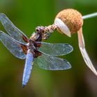 Plattbauch (Libellula depressa)