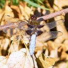 Plattbauch (Libellula depressa)