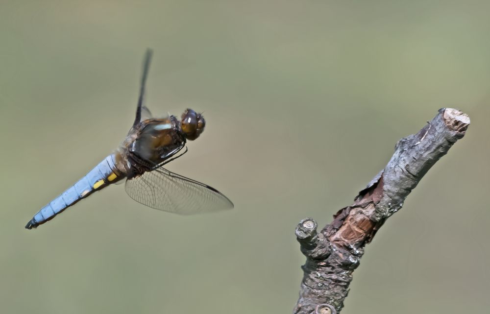 Plattbauch (Libellula depressa)