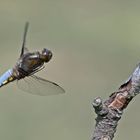 Plattbauch (Libellula depressa)