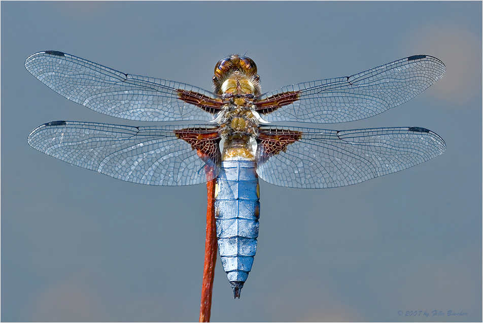 Plattbauch (Libellula depressa)   I