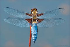 Plattbauch (Libellula depressa)   I