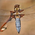 Plattbauch (Libellula depressa) II