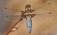 Plattbauch (Libellula depressa) II