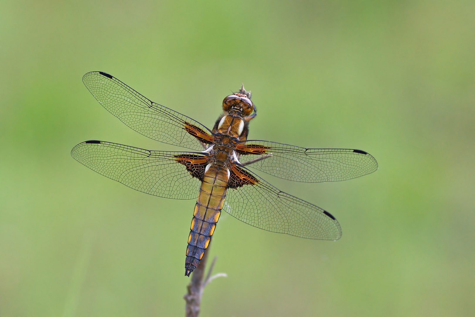 Plattbauch (Libellula depressa), Junges Männchen