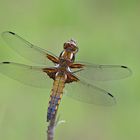 Plattbauch (Libellula depressa), Junges Männchen