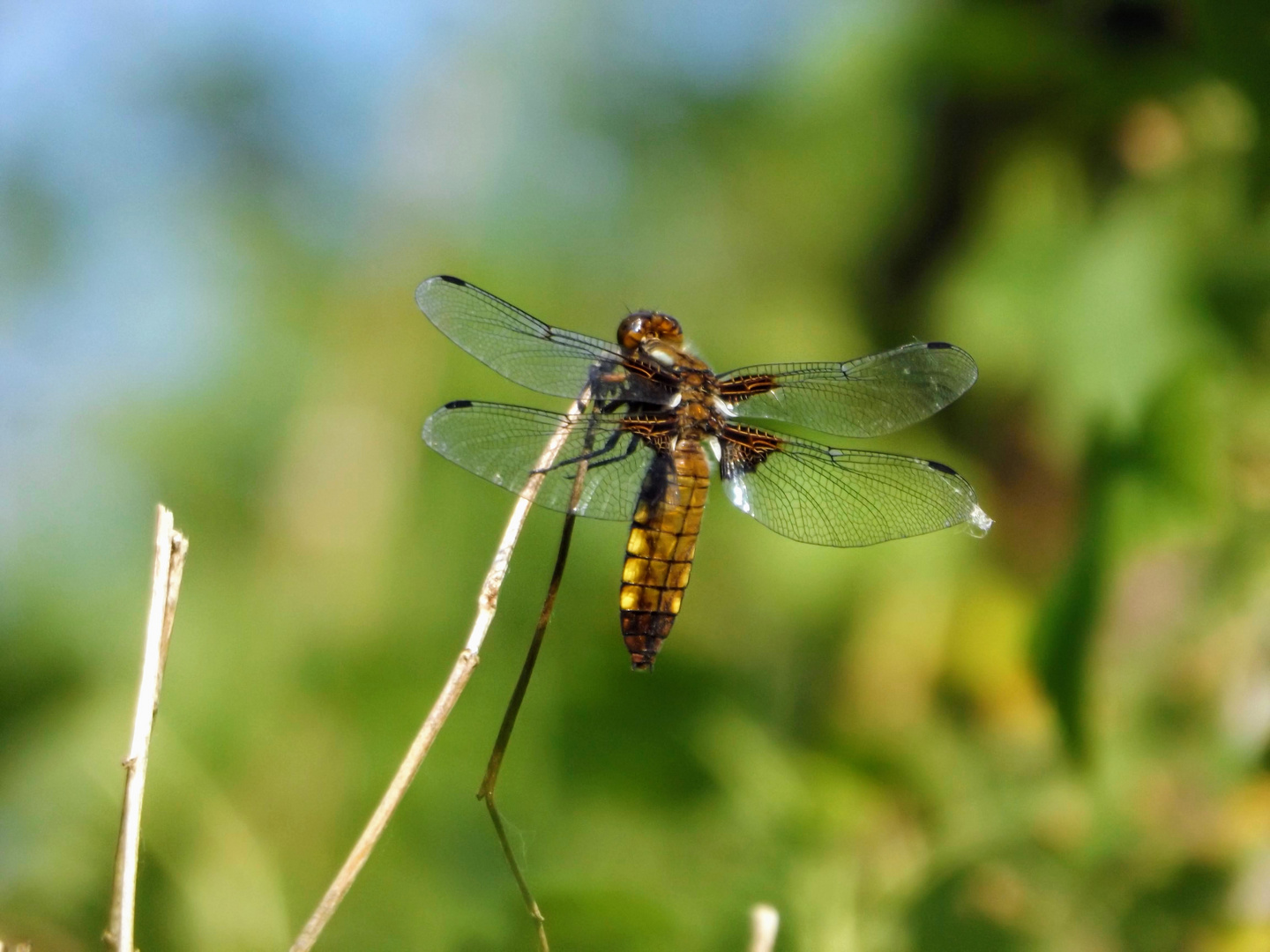  Plattbauch (Libellula depressa)  Junges Weibchen