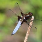 Plattbauch [Libellula depressa] [m]