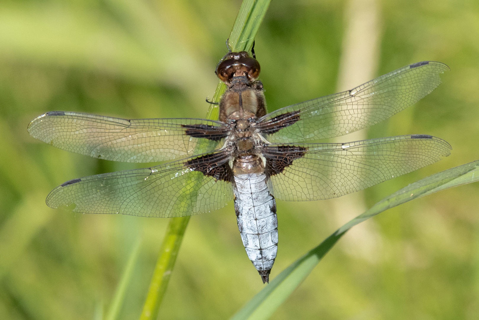 Plattbauch (Libellula depressa) / Männchen