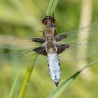 Plattbauch (Libellula depressa) / Männchen