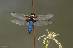 Plattbauch (Libellula depressa), Männchen