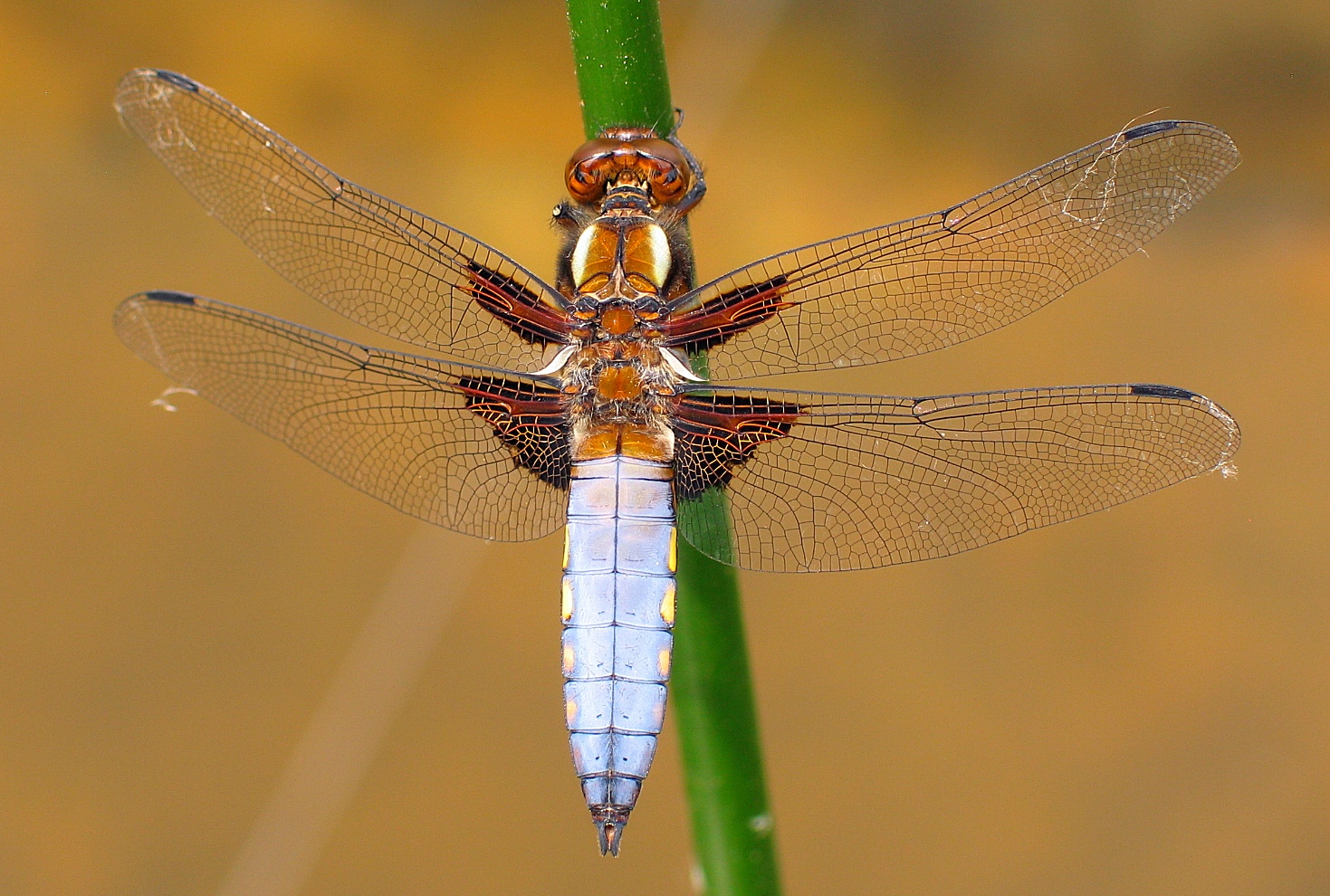 Plattbauch (Libellula depressa), Männchen