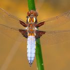 Plattbauch (Libellula depressa), Männchen