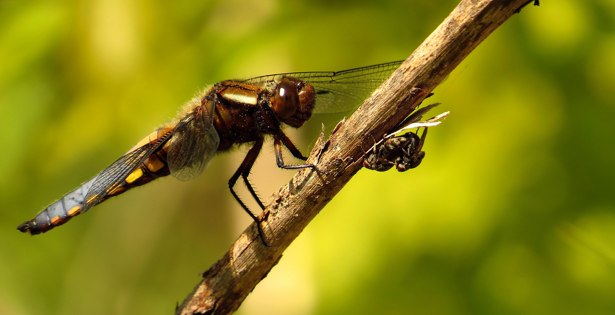 Plattbauch (Libellula depressa), Männchen