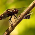 Plattbauch (Libellula depressa), Männchen