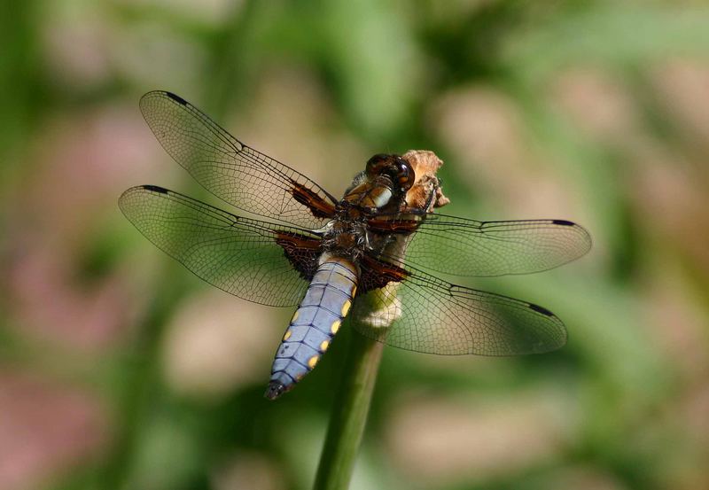 Plattbauch (Libellula depressa), Männchen