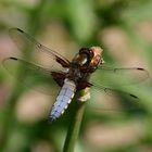 Plattbauch (Libellula depressa), Männchen