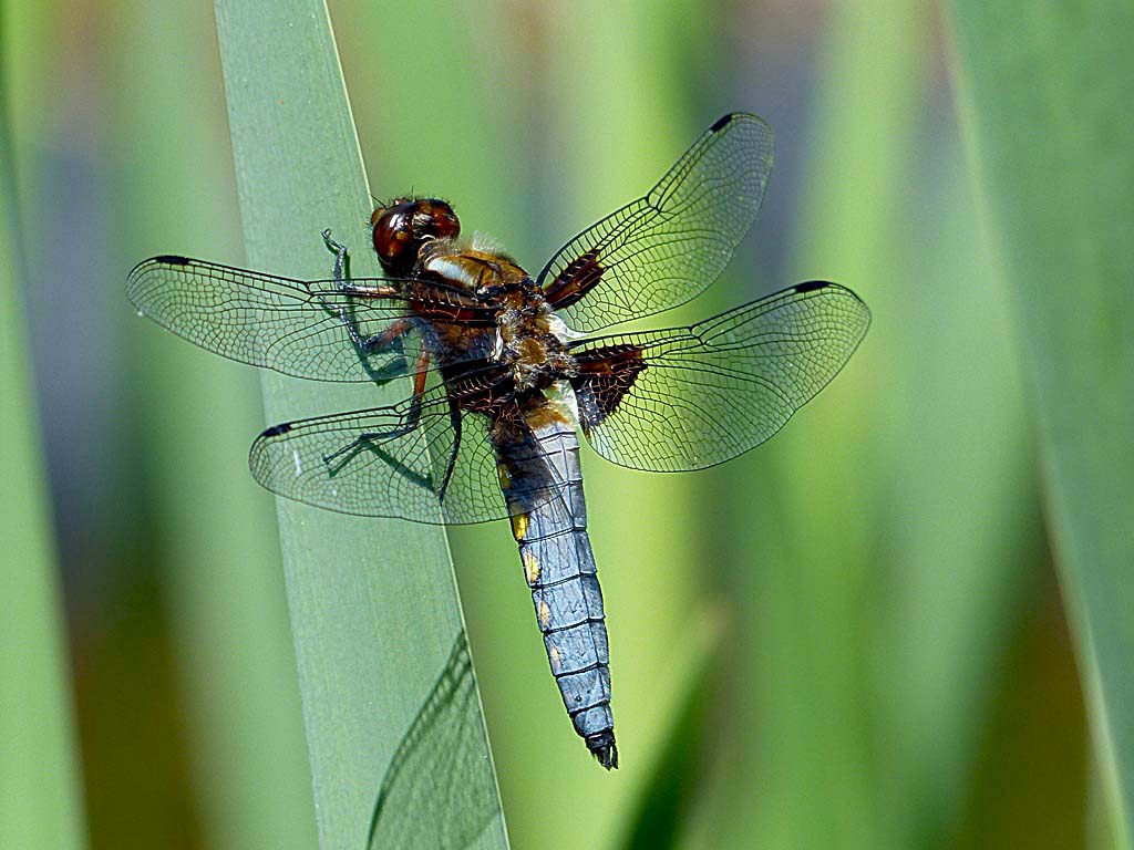 Plattbauch (Libellula depressa), Männchen