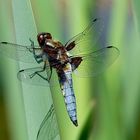 Plattbauch (Libellula depressa), Männchen