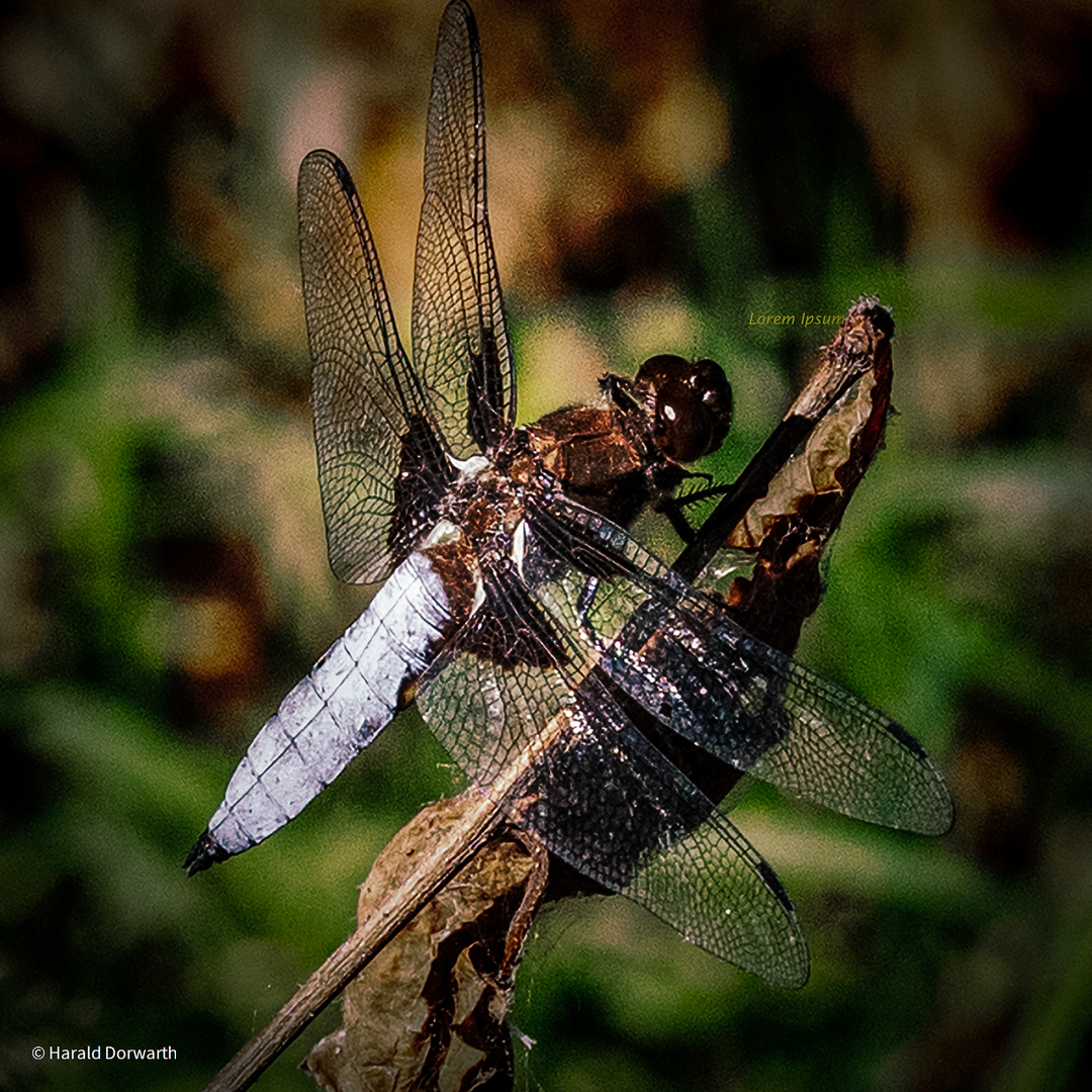 Plattbauch (Libellula depressa) Männchen