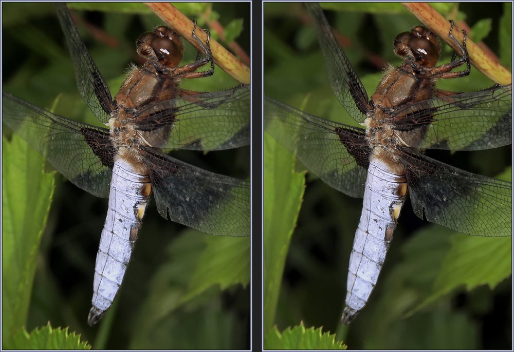 Plattbauch (Libellula depressa), Männchen