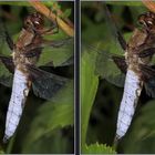 Plattbauch (Libellula depressa), Männchen