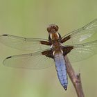 Plattbauch (Libellula depressa), Männchen