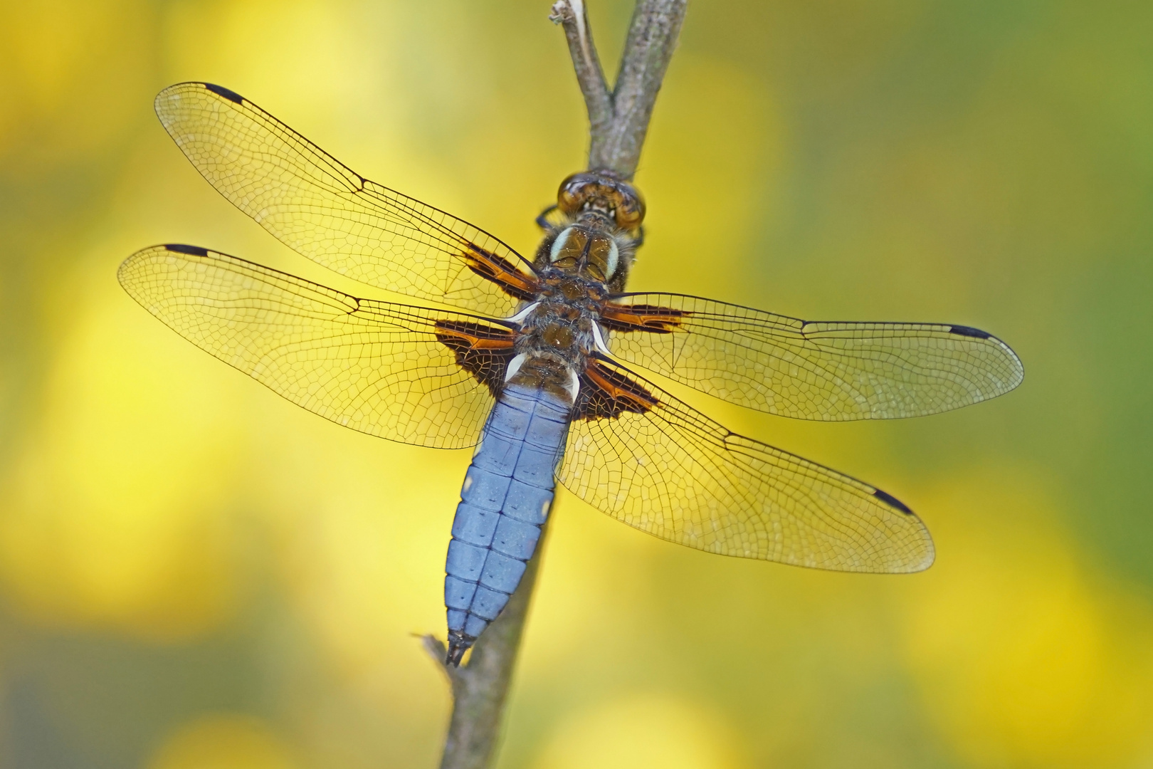 Plattbauch (Libellula depressa), Männchen