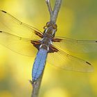 Plattbauch (Libellula depressa), Männchen