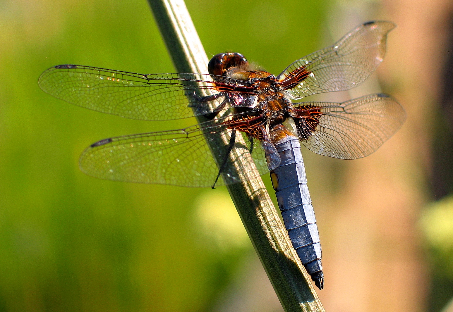 Plattbauch (Libellula depressa), Männchen