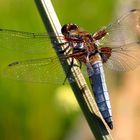 Plattbauch (Libellula depressa), Männchen