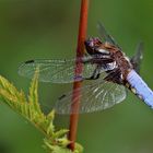 Plattbauch (Libellula depressa), Männchen