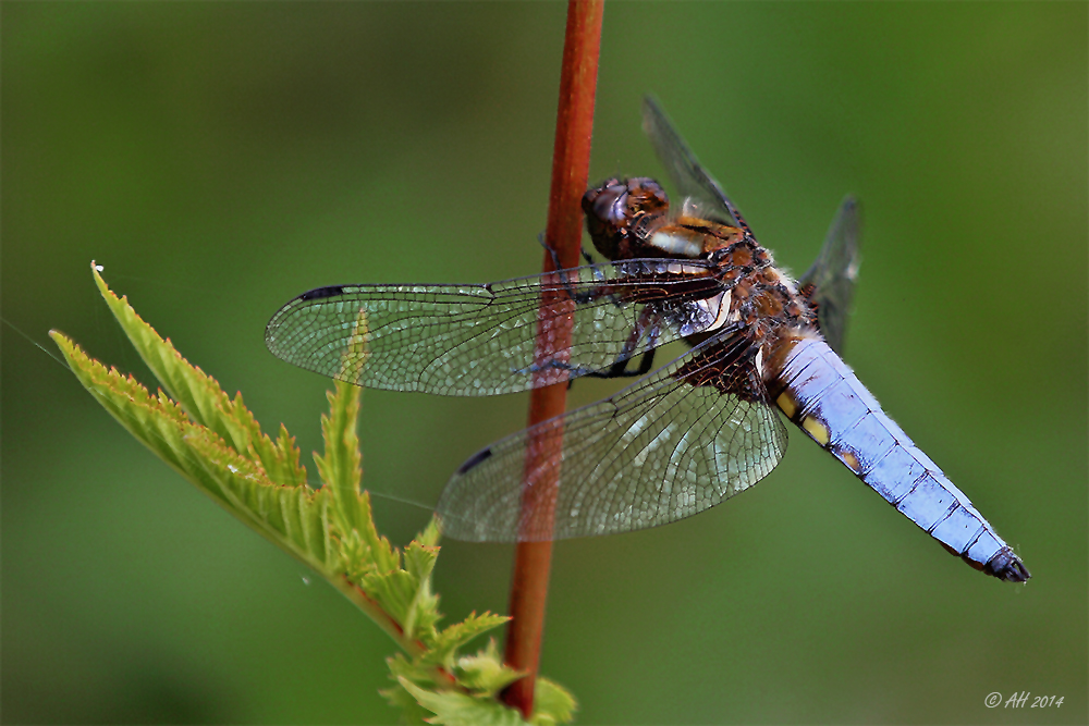 Plattbauch (Libellula depressa), Männchen