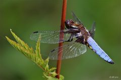 Plattbauch (Libellula depressa), Männchen