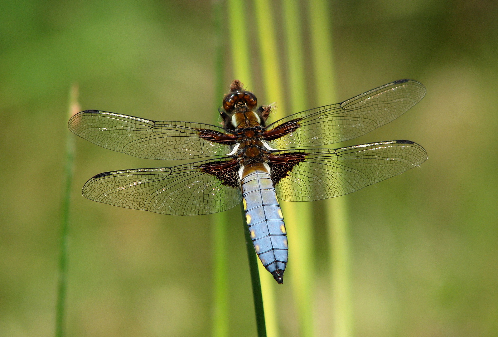 Plattbauch (Libellula depressa), Männchen