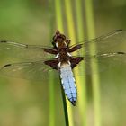 Plattbauch (Libellula depressa), Männchen