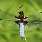 Plattbauch (Libellula depressa) - Männchen.