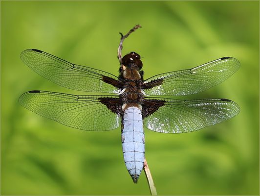 Plattbauch (Libellula depressa) - Männchen.
