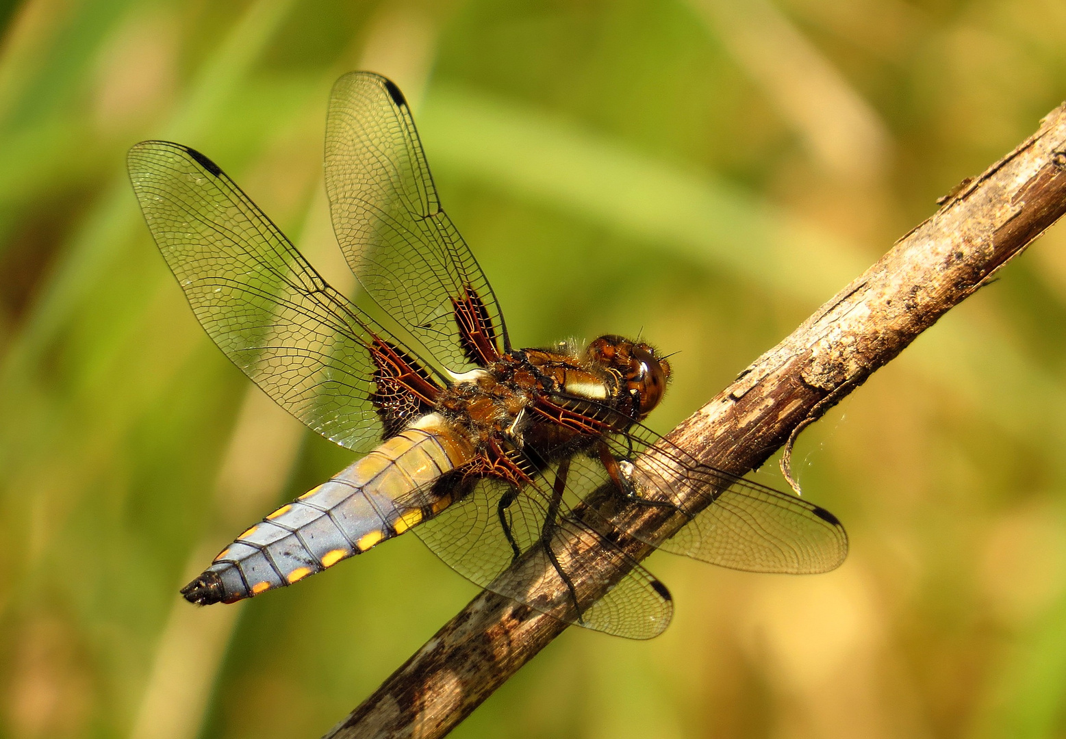 Plattbauch (Libellula depressa), Männchen