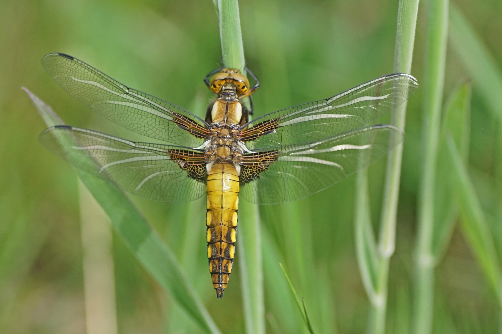 Plattbauch (Libellula depressa), Männchen