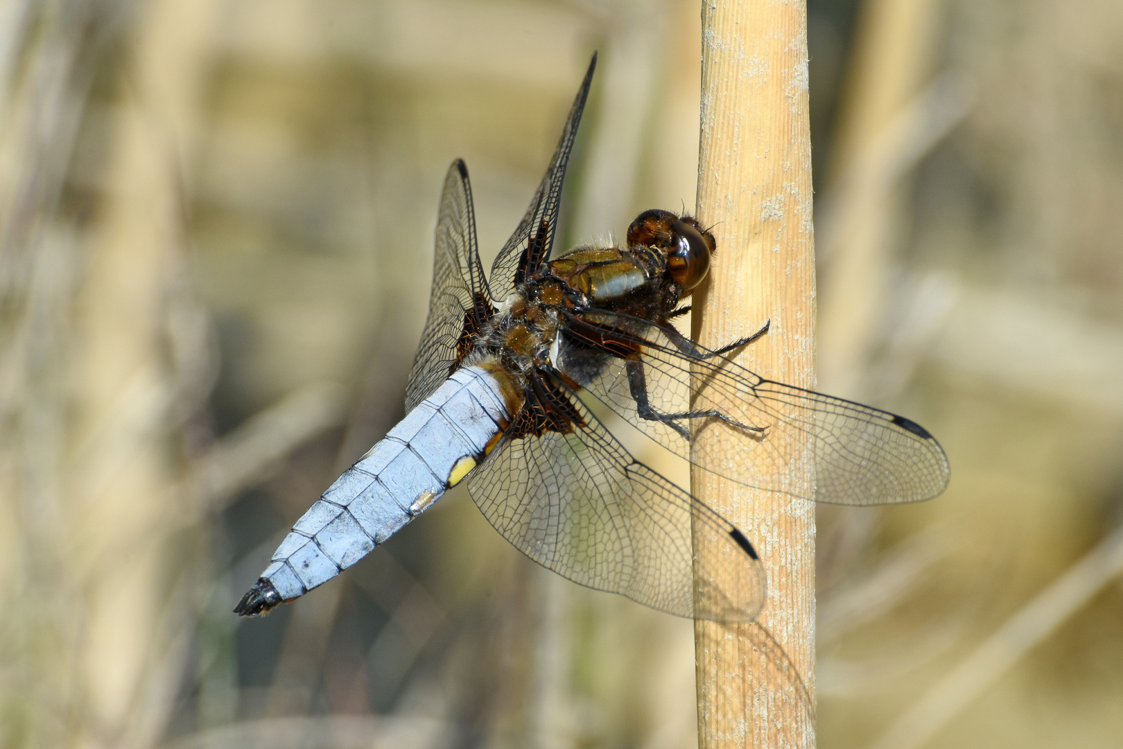 Plattbauch (Libellula depressa), Männchen