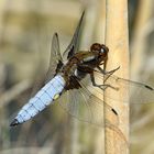 Plattbauch (Libellula depressa), Männchen