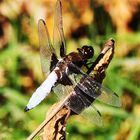 Plattbauch (Libellula depressa) Männchen