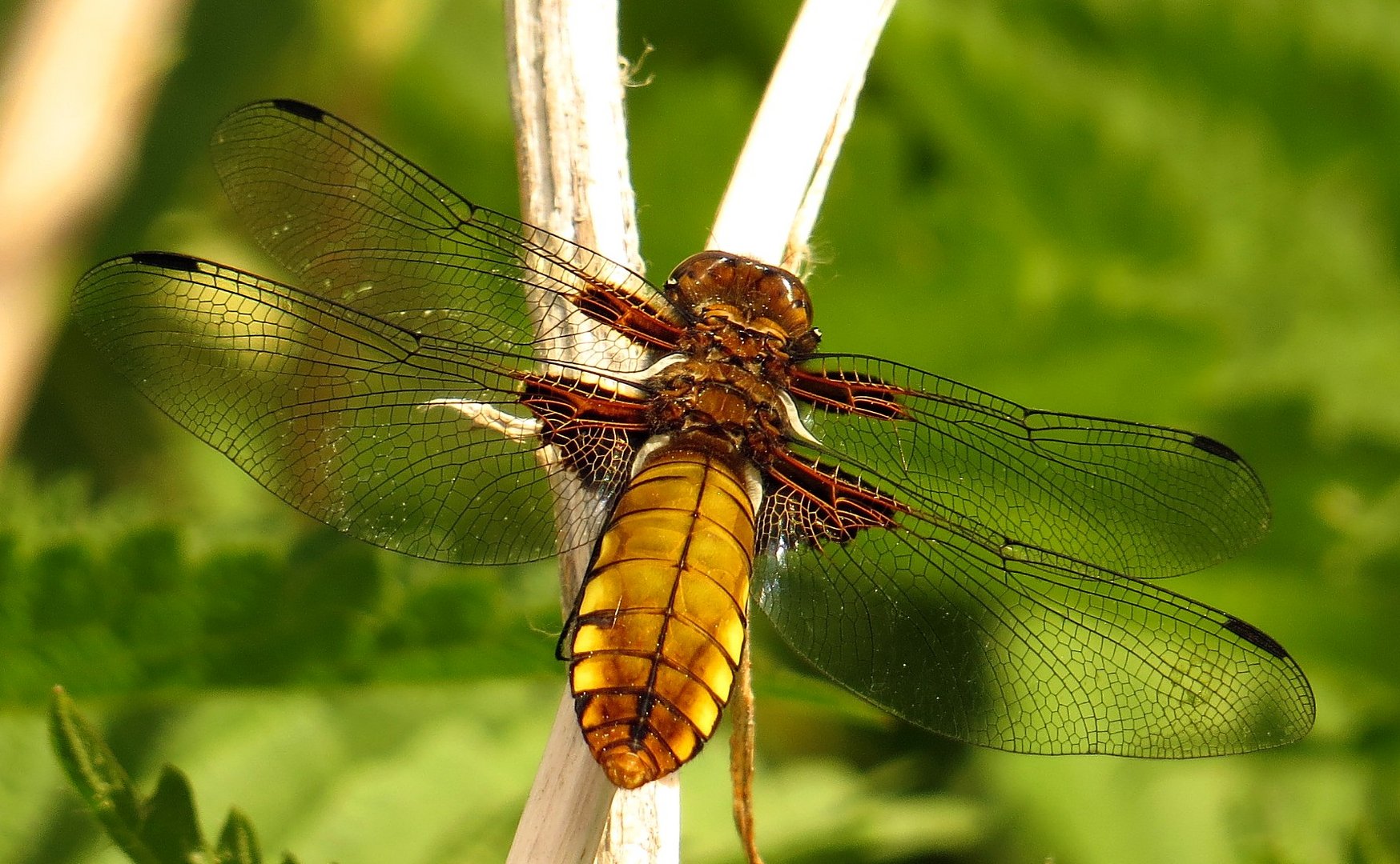 Plattbauch (Libellula depressa), Weibchen