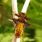 Plattbauch (Libellula depressa), Weibchen