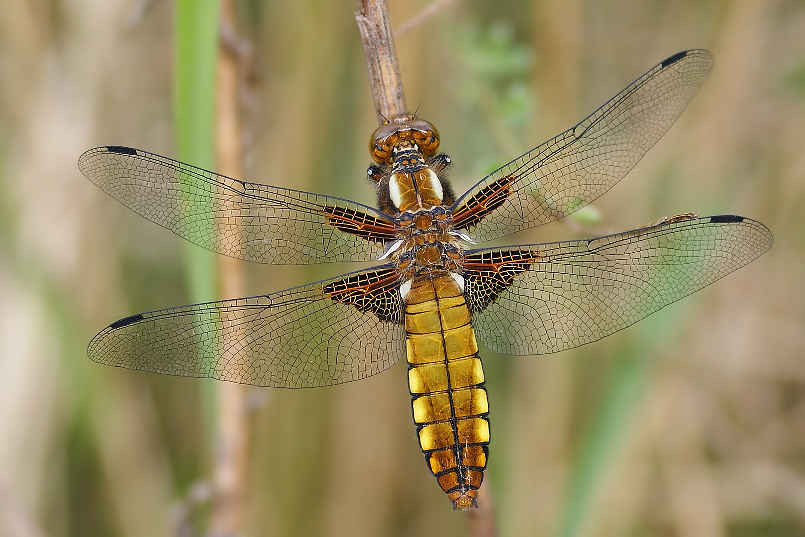 Plattbauch (Libellula depressa), Weibchen