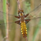 Plattbauch (Libellula depressa), Weibchen