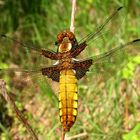 Plattbauch (Libellula depressa), Weibchen