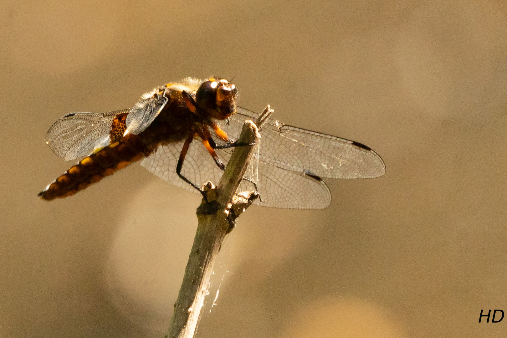 Plattbauch (Libellula depressa) Weibchen